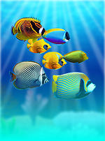 Coral Island
