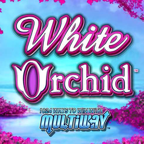 White Orchid