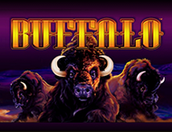 Buffalo